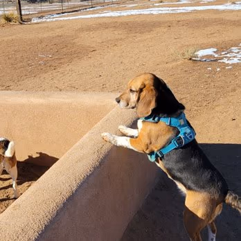 Santa Fe Animal Shelter Dog Park